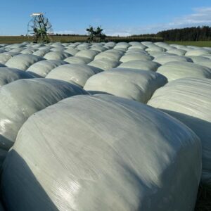 Grassilage Rundballen 2025 - 1,3m - 2.-5. Schnitt - geschnitten